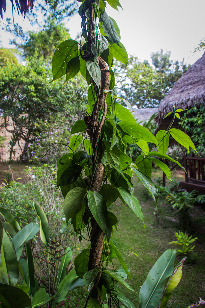 Flickr Ayahuasca Vine