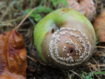 Lessons From Living in an&nbsp;Orchard